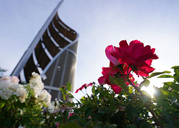 Pink flower in front of swirling statue